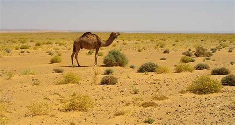 Weather - The Sahara Desert