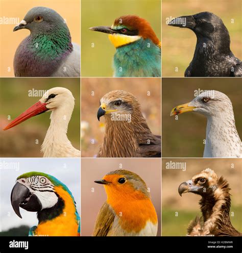 Portraits of different birds in freedom Stock Photo - Alamy