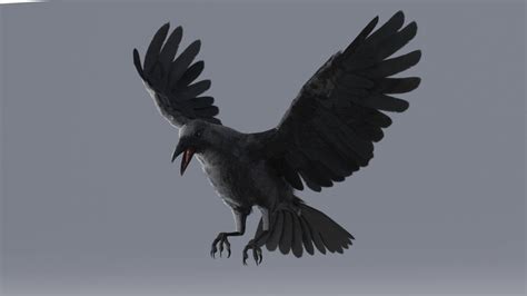 3D Crow Animated — Missset