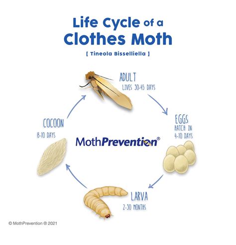 The Moth Life Cycle of Common Clothes and Carpet Moths