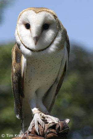 California NatureMapping - Barn Owl Fact Sheet