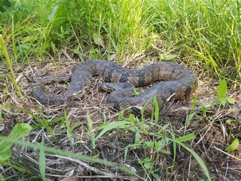 Diamondback Water Snake (Nerodia rhombifer) - Reptiles and Amphibians of Iowa