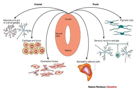 17 Best images about Neural crest derivatives on Pinterest | Nature ...