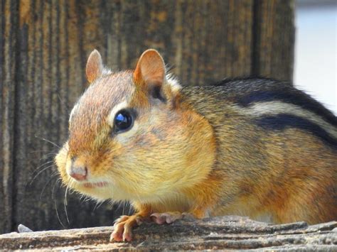 14 Funny Pictures of Chipmunks to Make You Laugh - Birds and Blooms