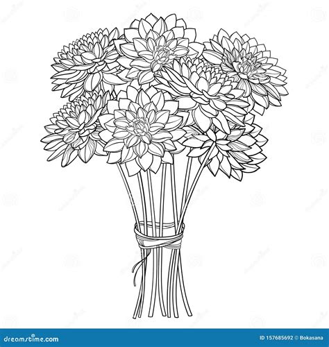 Vector Bouquet Of Outline Dahlia Or Dalia Flower In Black Isolated On White Background. Bunch Of ...