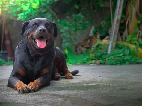 Rottweiler Lab Mix: Uncovering Life of a Playful Protector