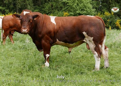 Official breed representation of Maine-Anjou cattle in Germany › Maine ...