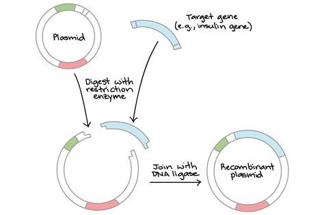 An Overview Of Gene Cloning