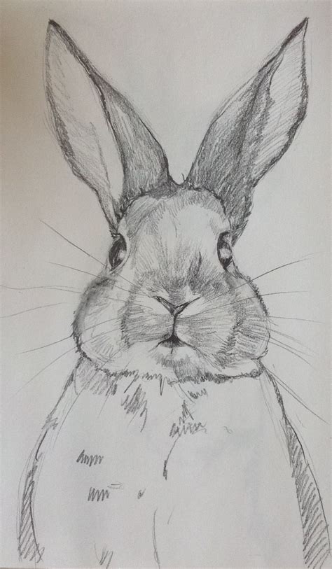 Cute Rabbit Drawing Realistic - Bunny Drawing