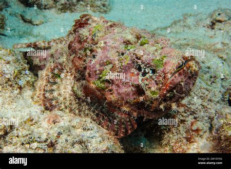 Venomous stonefish lies reef stonefish (Synanceia verrucosa) on dead coral seabed shallow seabed ...