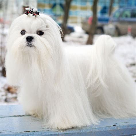 A Toy Dog Breed With Long Hair