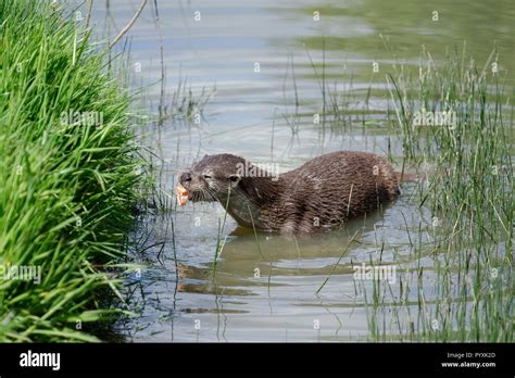 Eurasian Otter (Lutra lutra) in natural habitat Stock Photo - Alamy