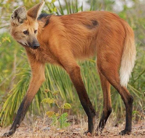 Meet The Maned Wolf - The Largest Canid In South America