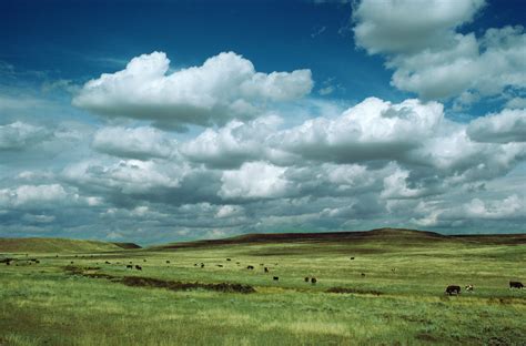 Weather of the Grassland Ecosystem | Sciencing