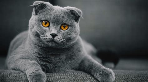 Scottish Fold Cats | Pet Health Insurance & Tips