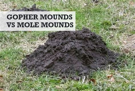 Gopher Mounds vs Mole Mounds: How to Tell the Difference