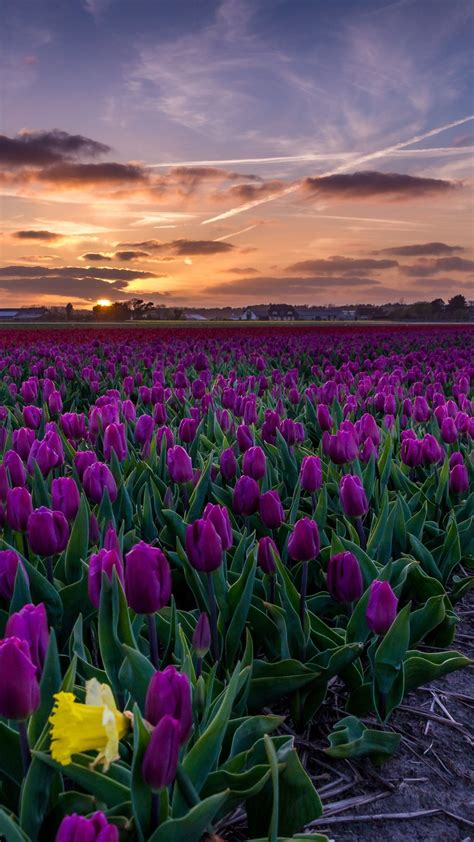 Purple tulips - backiee