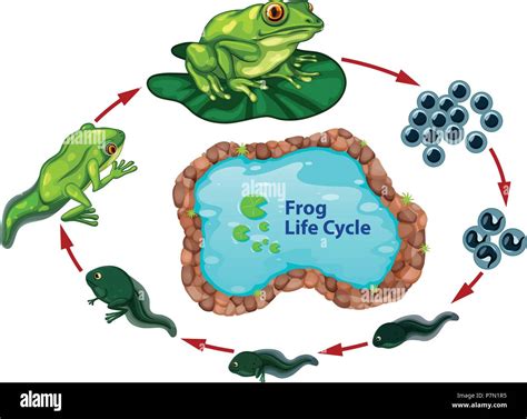 The frog life cycle illustration Stock Vector Image & Art - Alamy