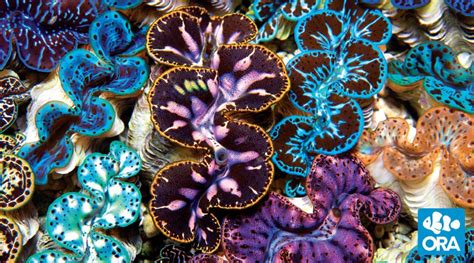 Maxima Clam | Tridacna maxima | ORA | Oceans, Reefs & Aquariums