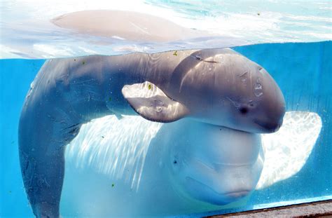 A baby beluga whale swims close to her 11 year old mother at Hakkeijima Sea Paradise in Tokyo ...