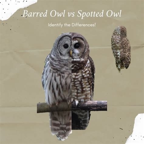 Barred Owl vs Spotted Owl