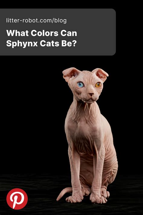 What Colors Can Sphynx Cats Be? | Litter-Robot