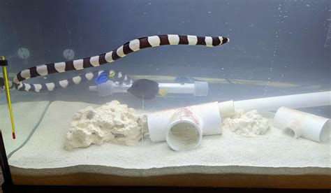 New Sea Serpent! : r/ReefTank