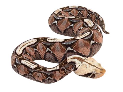 Gaboon Viper (Bitis gabonica) - ReptileTalk NET