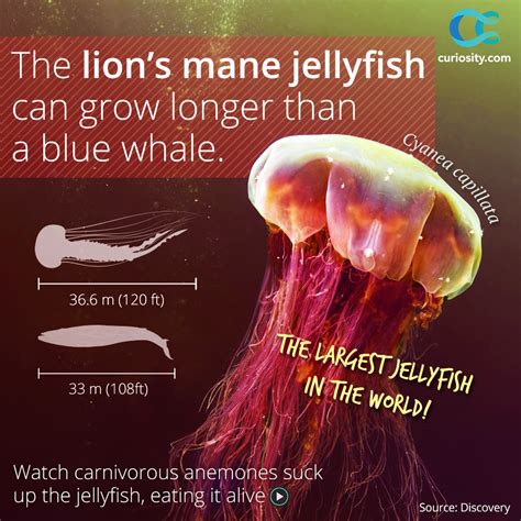 Lions Mane Jellyfish Size Comparison