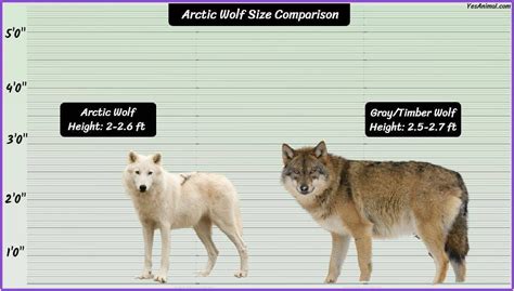 Arctic Wolf Size: How Big Are They Compared To Others?