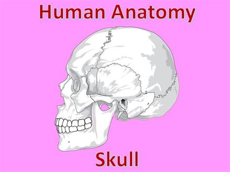 Human Anatomy Quiz: Skull | Teaching Resources