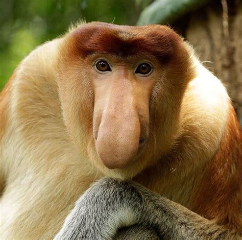 Proboscis Monkey – Caps for Sale