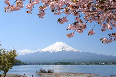 5 Best Cherry Blossom Spots around Mt Fuji - Japan Web Magazine