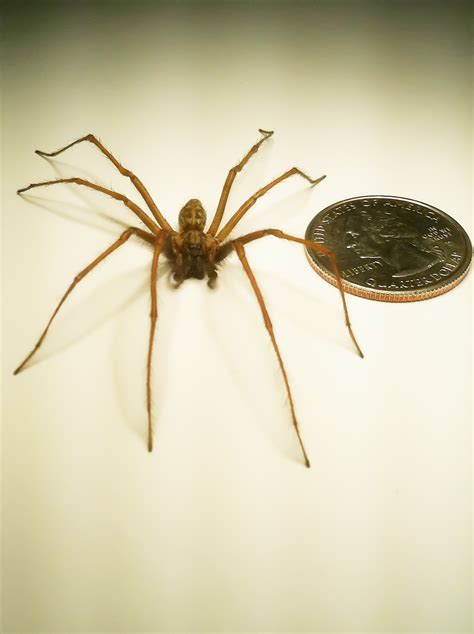 Hobo Spider Vs Giant House Spider