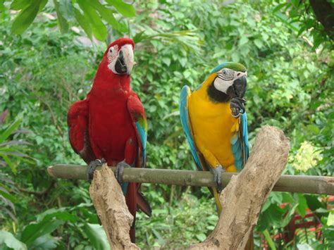 Best Pets Blog: Parrots as Pets - Macaws