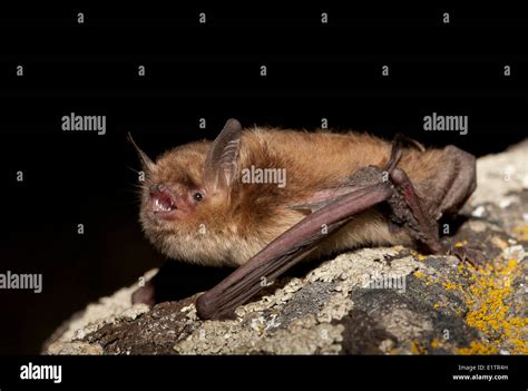 Little Brown Bat, Myotis Lucifugus, Lillooet, BC, Canada Stock Photo - Alamy