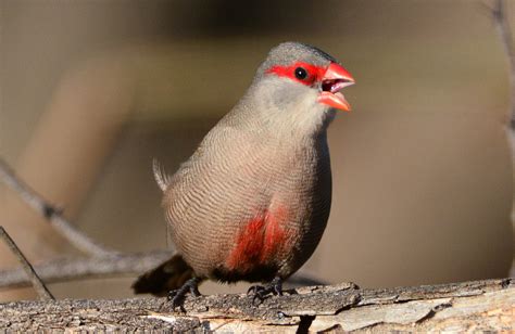 Common Waxbill (Estrilda astrild) | Explore Ian N. White's p… | Flickr - Photo Sharing!