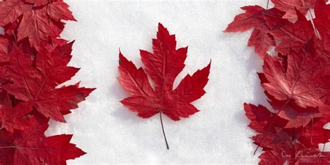 Don Komarechka Photography, Barrie Ontario » Maple Leaf Flag