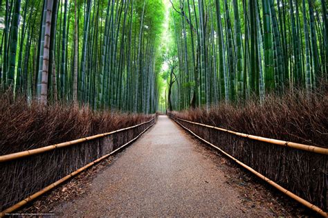 🔥 [50+] Bamboo Forest Japan Computer Wallpapers | WallpaperSafari