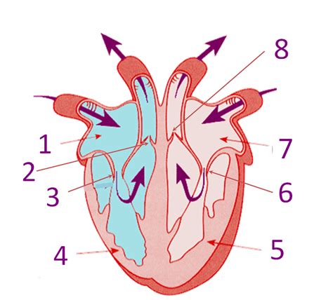 Parts Of The Heart - Quiz, Trivia & Questions