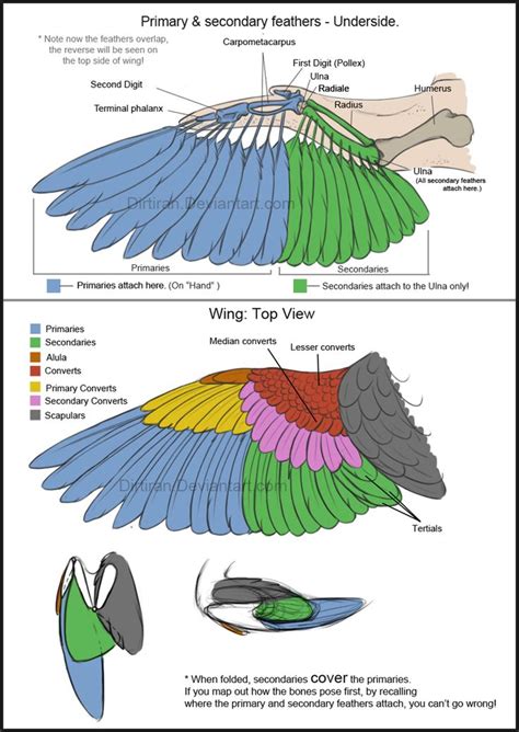 Bird Wings (Tutorial) by Key-Feathers on DeviantArt | Wings drawing, Bird wings, Feather anatomy