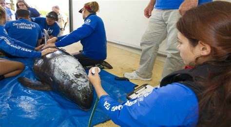 Seaworld Orlando Begins Round-The-Clock Care For Rare Beached Pygmy ...