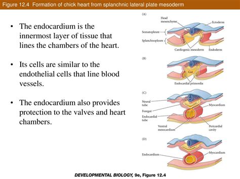 PPT - Lateral Plate Mesoderm and Endoderm PowerPoint Presentation, free ...