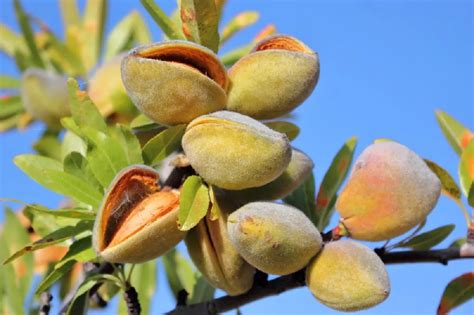 All-In-One Almond Trees for Sale - Buying & Growing Guide - Trees.com