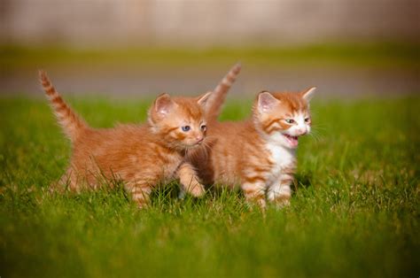 Should I Get Two Cats? | Choosing The Right Cat For You | Cats | Guide