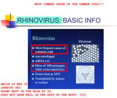 3. Respiratory Viruses and Encephalitis Viruses flashcards | Quizlet