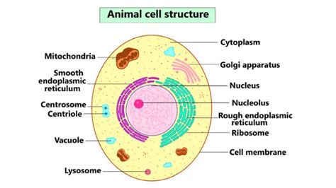 Top 108+ Structure of an animal cell diagram - Merkantilaklubben.org