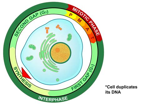 S Phase (Interphase) — Overview & Diagrams - Expii