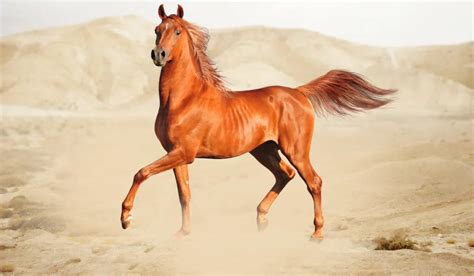 9 Alluring Arabian Horse Facts You May Not Know - Helpful Horse Hints