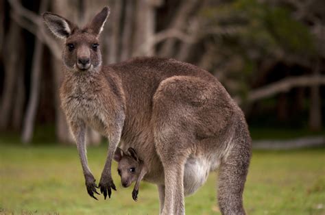 Ancient Kangaroo Teeth Reveal Australia’s Tropical Past | Live Science